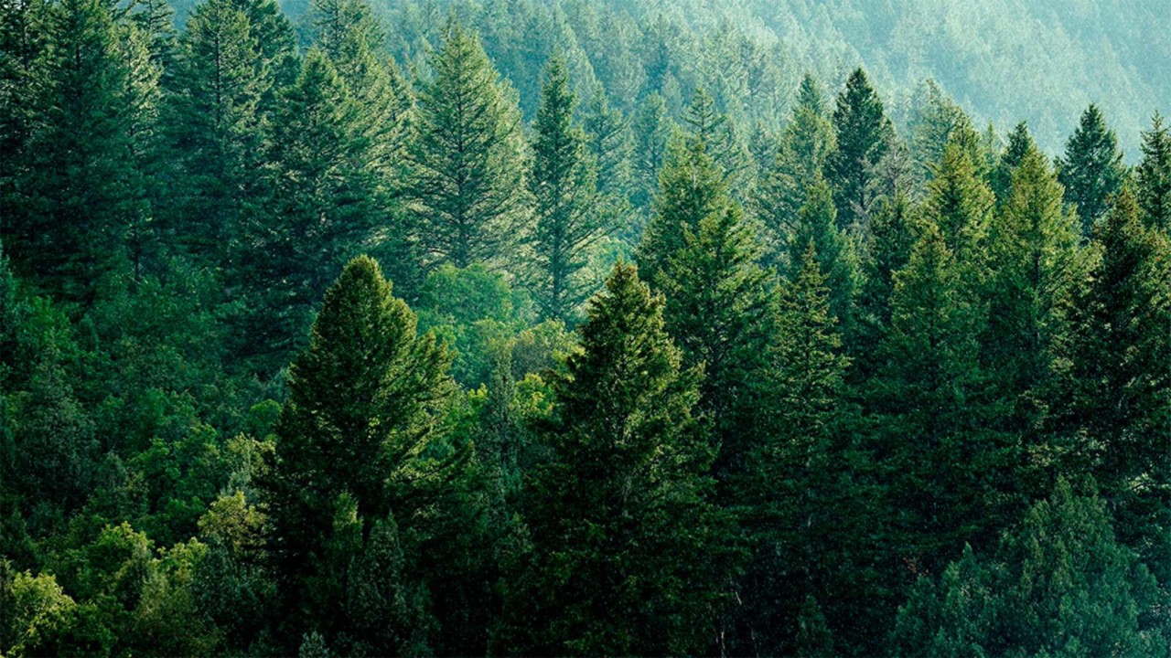 Gestos para proteger el medioambiente