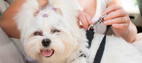 Arnés para transportar al perro en el coche