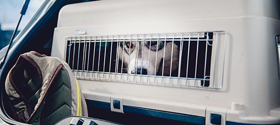 Transportín para transportar al perro en el coche