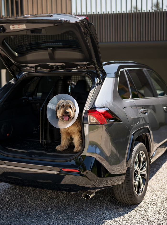 Coche con perro